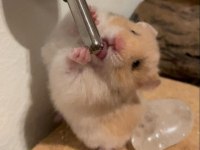HAMSTER-GONZALES YAVRULARIMIZ HERYERE GÖNDERİM
