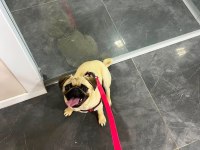 Yaşında Pug Mops