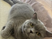 British shorthair erkek kısır