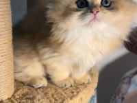British longhair golden dişi ve erkek