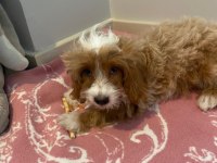 100 günlük maltipoo bebeğim sahiplendiriyorum