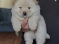 Çin Aslanı Köpekleri