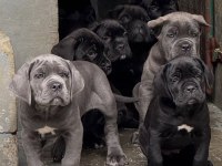 Ruhsatlı köpek çiftliğinden cane corso yavrular