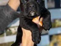 A kalitede estetikli cane corso yavruları mevcut