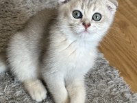Oyuncu scottish fold kedimize yuva