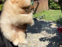 Tea cup pomeranian yavrularımız ziyarete açık