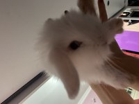 Hollanda lop 2 aylık dişi tavşan