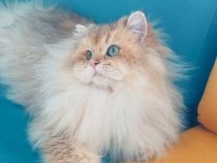 Şecereli golden longhair british 1 yaşında erkek