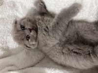 2 Aylık British Shorthair Sahiplendirme