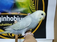 Yeme düşmüş sağlıklı muhabbet kuşları