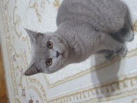 Yavru british shorthair kedimiz