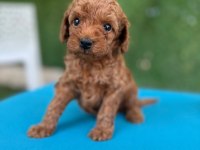 Bu minik poodle size çok yakışacak