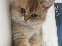British shorthair dişi yavrumuz