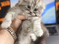 Scottish Fold Longhair Özel Renk Irk Garantili Dişi