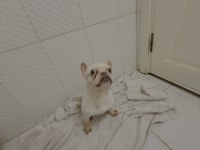 Dişi lilak tan platinum french bulldog