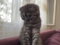 Scottish fold dişi 2 aylık
