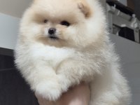Üst kalite orijinal ırk AYI surat pomeranian boo DİŞİ