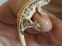 Crested Gecko Üst Kalite
