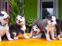 HUSKY SİBİRYA KURDU