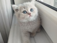 British Shorthair Erkek Dişi Yavrular