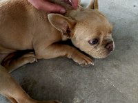 Egzotik 8 Aylık Dişi French Bulldog