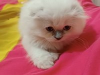 5 Aylık yeni yuvasına hazır kedim
