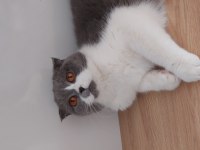Güzel scottish fold kızımıza sevgi dolu bir yuva arıyoruz