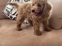 KUCUK YAKİSİKLI POODLE