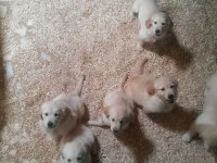 Bebek yüzlü bebek gibi golden retriever