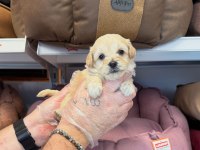 Bebek yüzlü maltipoo yavrularımız