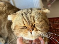 Çok sakin bir beyefendi scottish fold