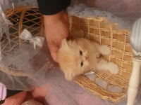 Sahiplendirilmeye hazır iran kedileri