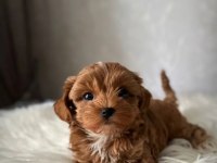 Maltipoo yavrularımız
