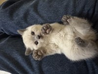 Scottish fold ve british shorthair