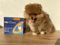 Erkek Pomeranian Boo Micro Boy