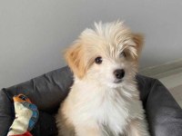 3.5 Aylık Maltipoo Eğitimli Aşıları Tam
