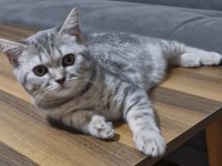 British Shorthair Erkek Kedimiz