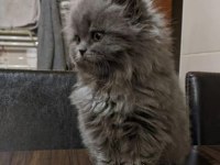 2 aylık british longhair