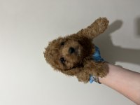 Teslime hazır red brown toy poodle