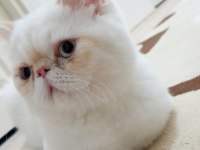 Exotic Shorthair