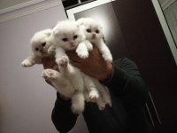 Anne baba şecereli koca kafa british shorthair yavrular