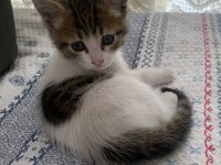 Sıcakkanlı oyuncu bir kedimiz