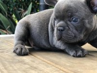 FRENCH BULLDOG YAVRULARI