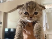 Scottish fold dişi
