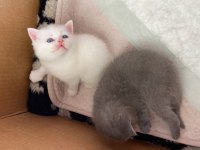 Scottish fold cins kedimizi sahiplendirme