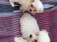 (SDK) çiftlikten numara maltese terrier köpekler