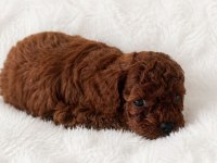 En küçük boy poodle erkek prensler