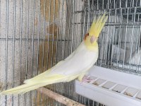 Lutino Sultan Papağanı Yetişkin Erkek