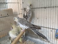 CF WF DİŞİ MUTASYON SULTAN PAPAĞANI