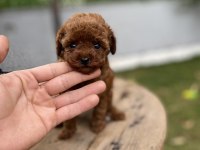 Mini Cep Boy Poodle Yavrularımız